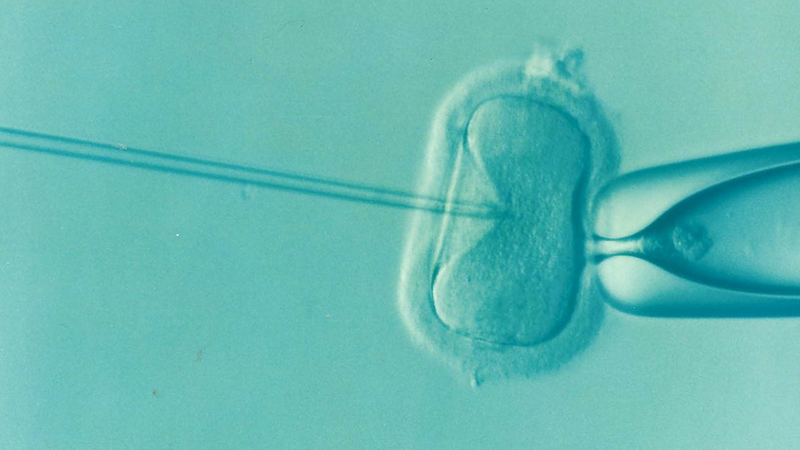 Mikroskopische Aufnahme des IVF-Prozesses