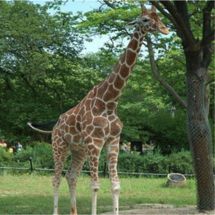 Une girafe debout près d