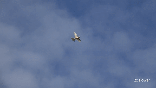 Le PigeonBot vole dans les airs