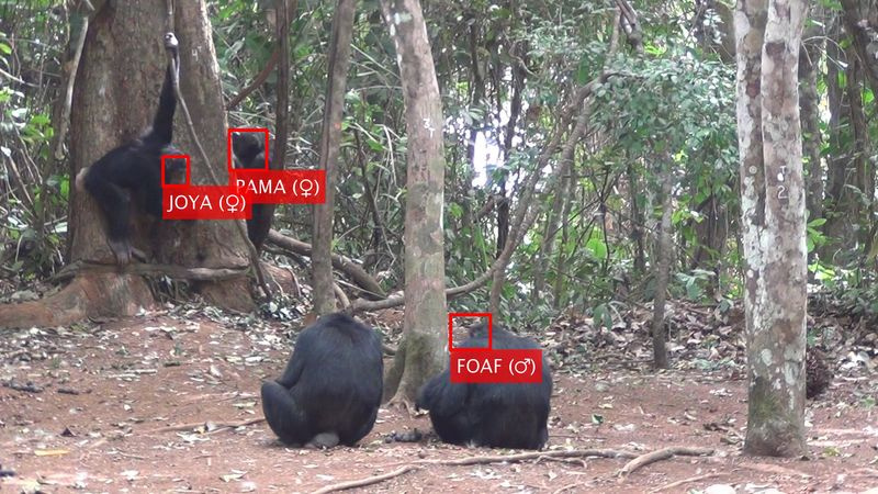 Reconnaissance faciale de chimpanzés individuels de Bossou, Guinée.