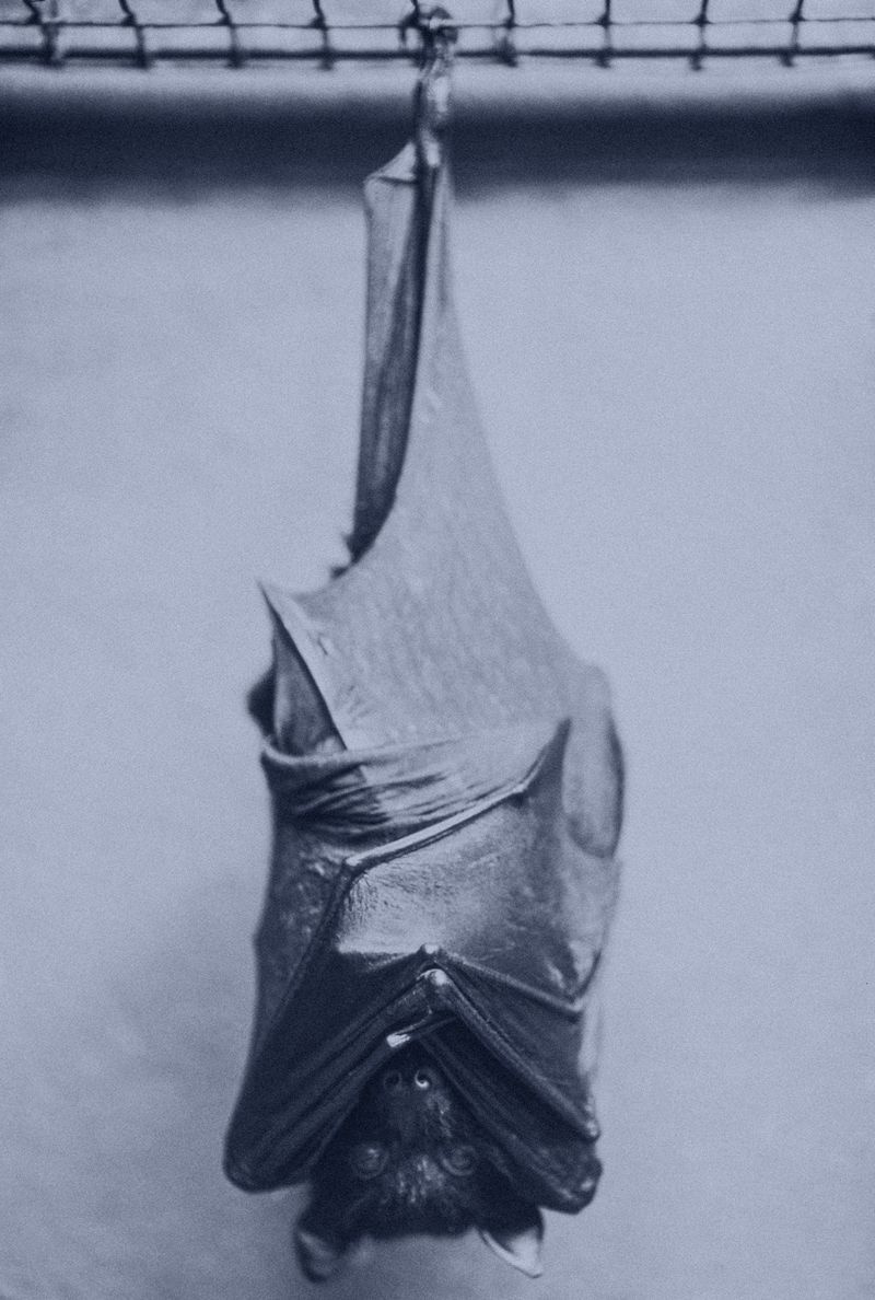 Chauve-souris suspendue dans une cage