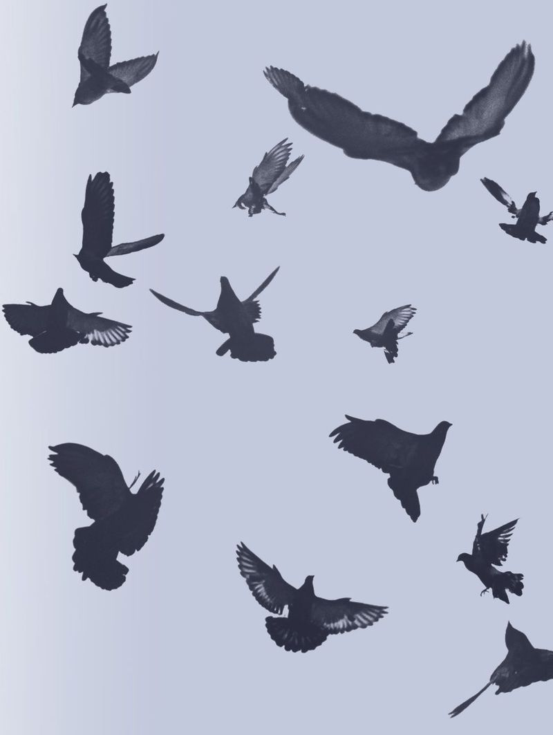 oiseaux en vol