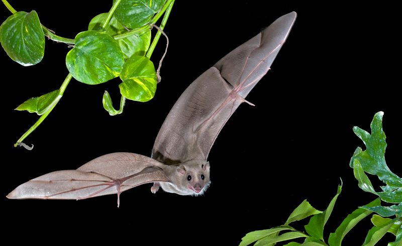 chauve-souris en vol