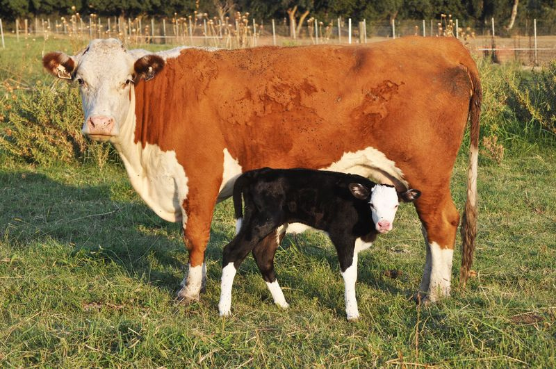 Une vache et sa génisse