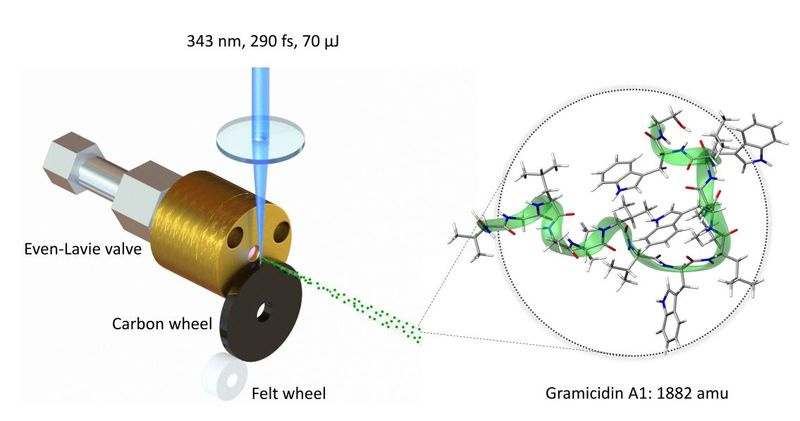 Interférence quantique des biomolécules