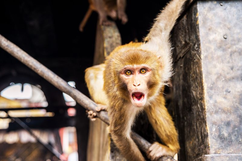Opice makak rhesus