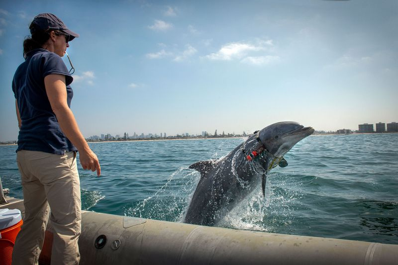 Ein Delphin