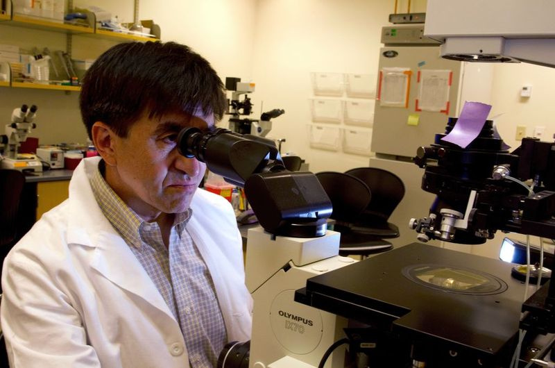 Image de Shoukhrat Mitalipov regardant dans un microscope