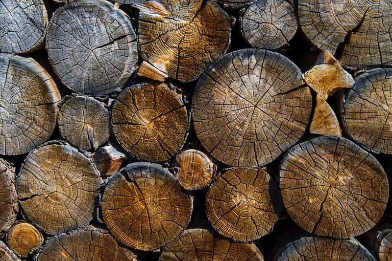 photo de coupes transversales de grumes