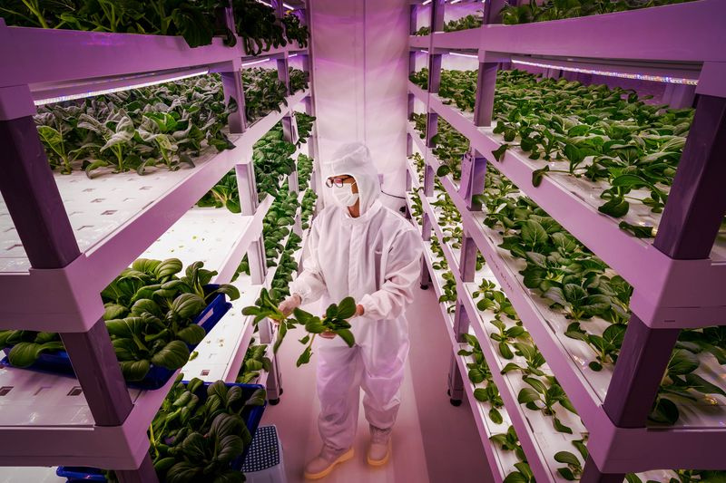 étagères verticales de plantes en croissance