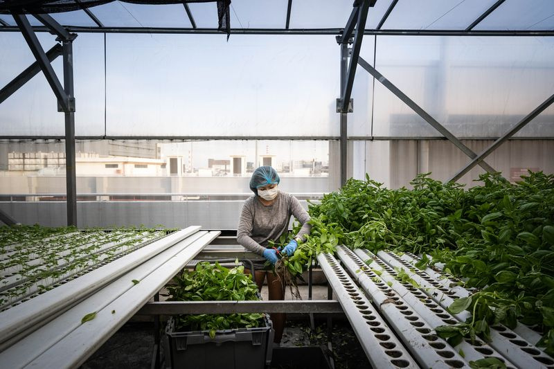 Un employé de Comprop récolte des légumes verts
