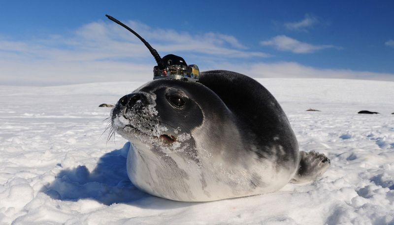 Un phoque avec un capteur sur sa tête est assis sur la glace