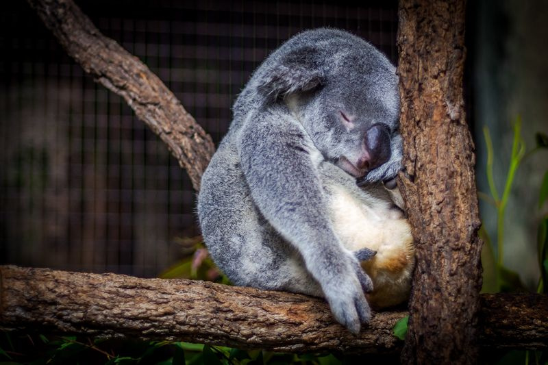 au koala.