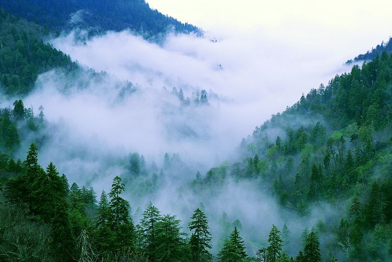 forêt de montagne enfumée