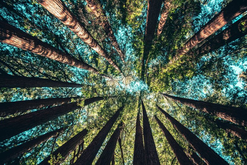 Une forêt.