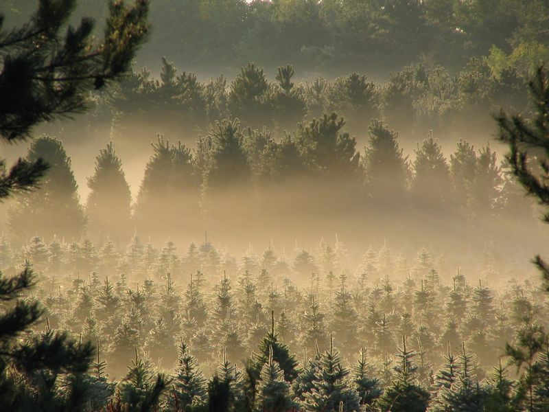 Une forêt toujours verte.