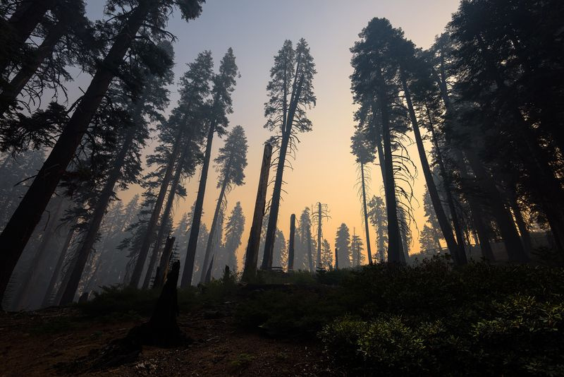 Kings Canyon National Park nach einem Waldbrand