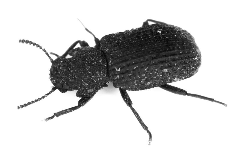 Coléoptère saproxylique