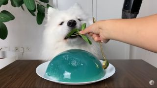 Samojedhunden Maya provar Mint Jelly från Genshin Impact