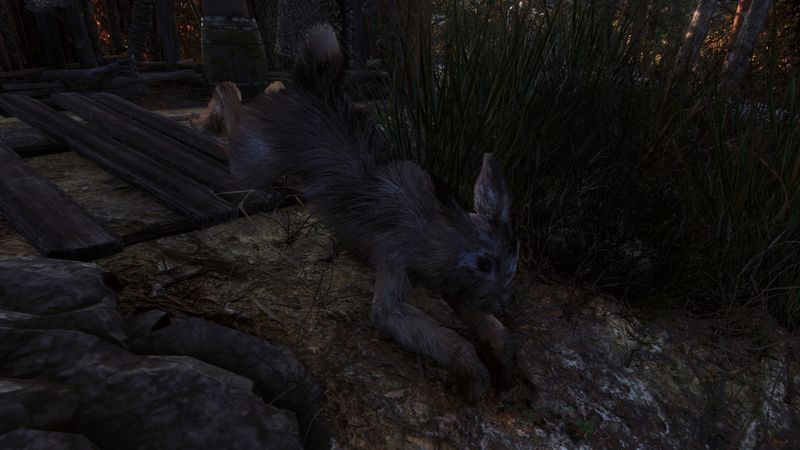 Bonusbilde: Good Rabbit Boy
