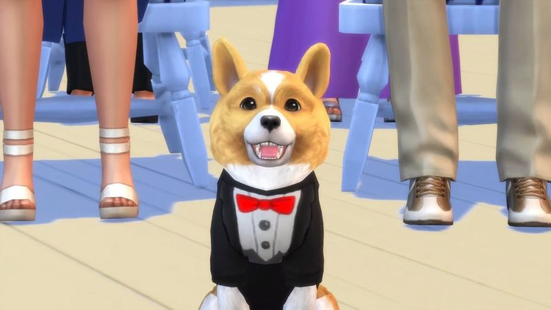 Beste hondenspellen - Sims 4 Honden en Katten