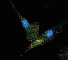 Macrophages d