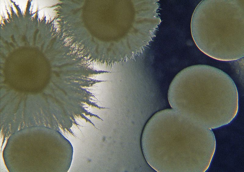 deux types différents de levure Candida albicans