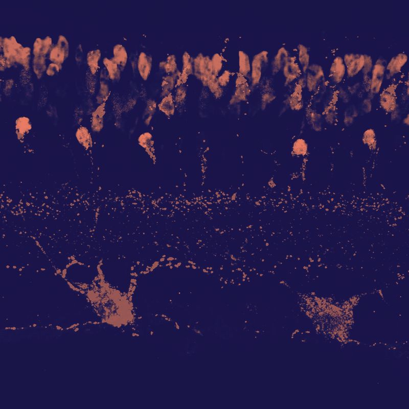 Micrographie de cellules rétiniennes de souris