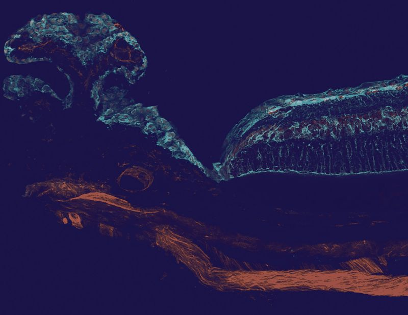 Micrographie du corps ciliaire et des cellules de rétine de souris