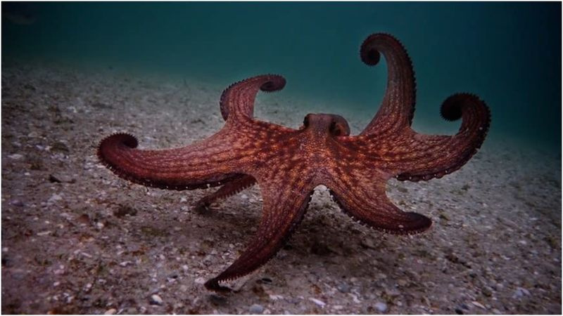 Parhaat dokumentit Netflixissä - My Octopus Teacher
