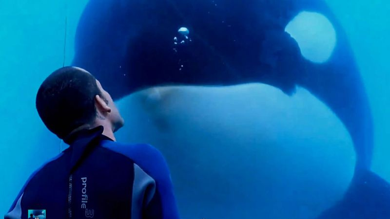 Netflixin parhaat dokumentit - Blackfish