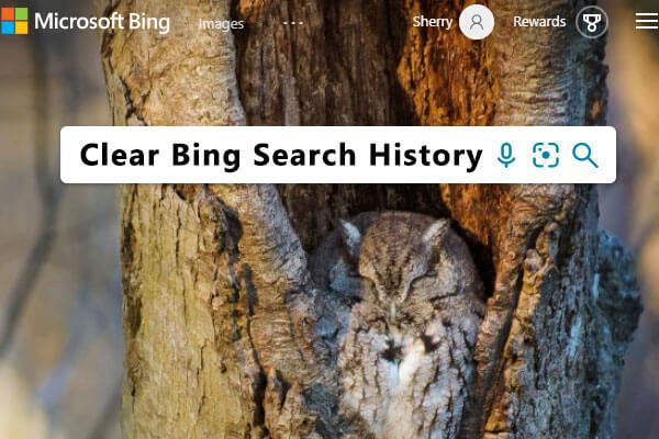 Bing-zoekgeschiedenis