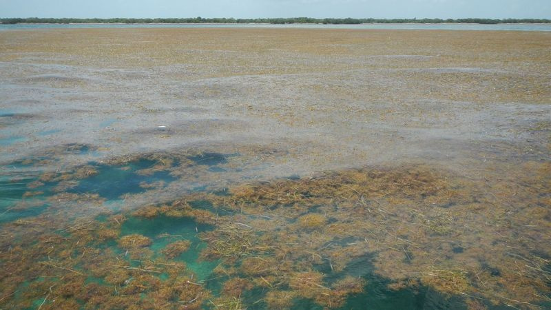 Sargassum