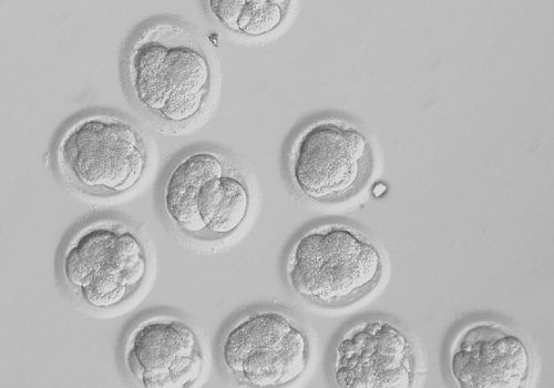 Embryons de trois jours produits par transfert nucléaire.