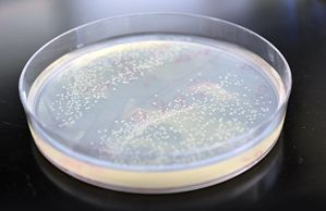 boîte de Pétri pleine de bactéries qui ont été modifiées pour produire 50 pour cent d