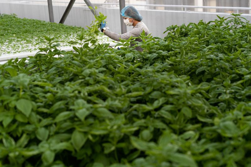 Ouvrier Compcrop récoltant des légumes verts