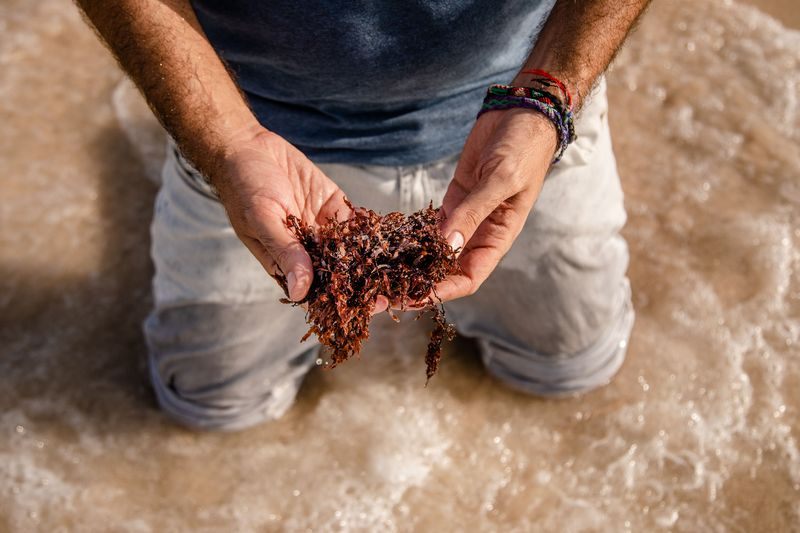 Foto einer Person, die Sargassum-Algen hält