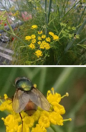 Lumia-Bilder