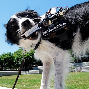 chien avec appareil portable