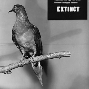 Un pigeon voyageur Martha