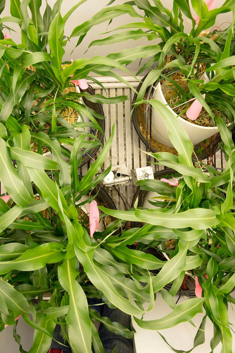 Photo de plants de maïs cultivés à l