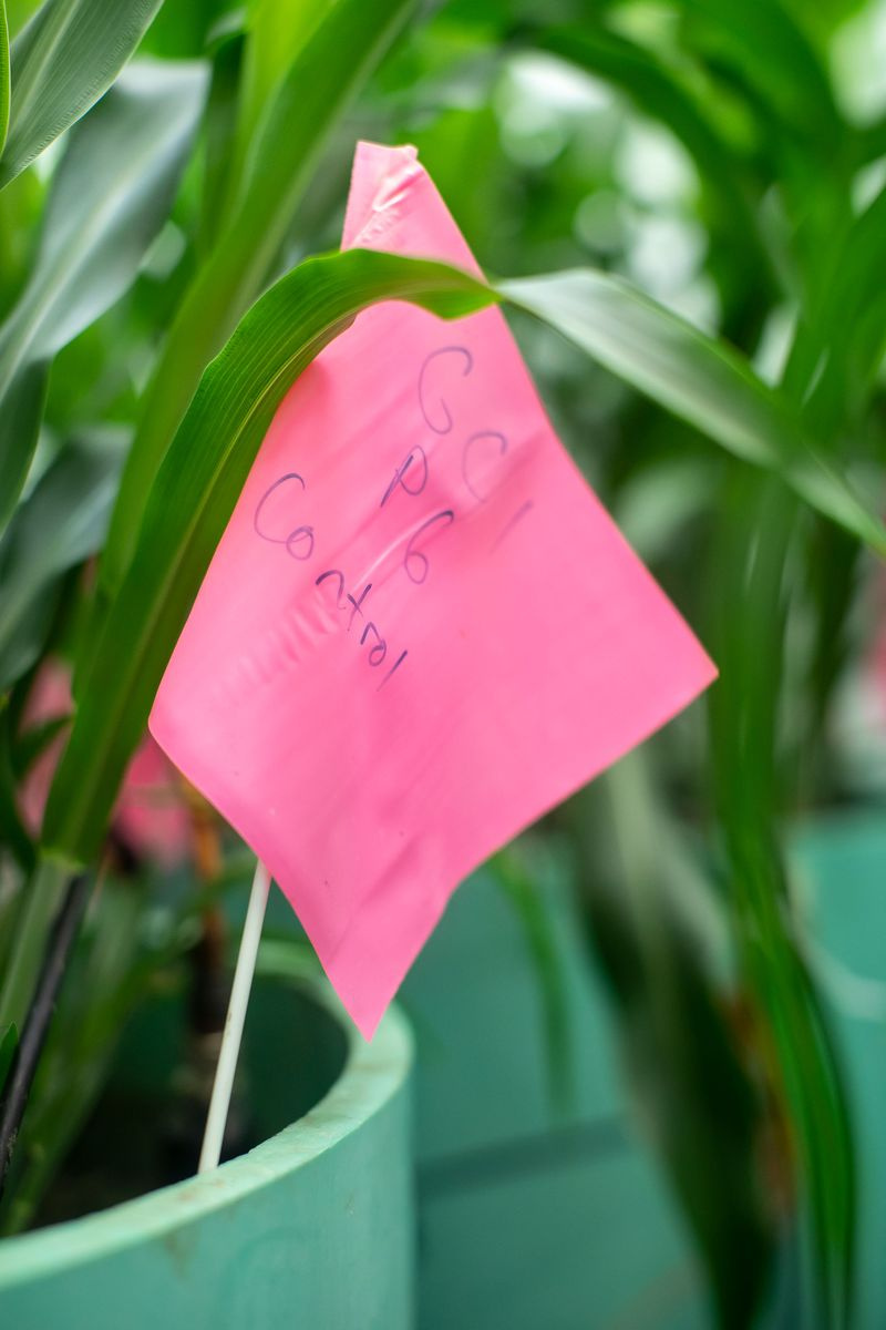 Un drapeau de culture rose étiqueté avec des spécifications de condition