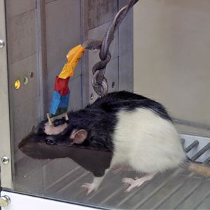 wissenschaftliche Ratte